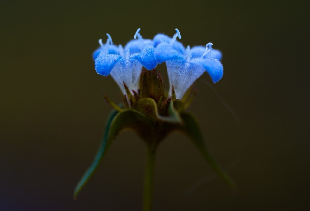 borreria-semiamplexicaulis